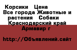 Корсики › Цена ­ 15 000 - Все города Животные и растения » Собаки   . Краснодарский край,Армавир г.